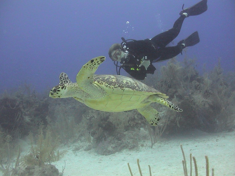 Turtle taxi