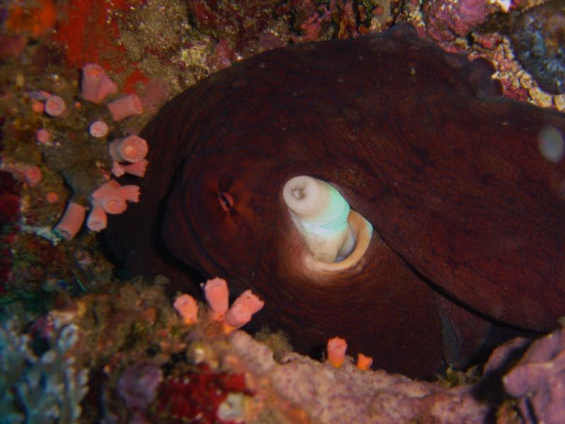 malapascua, cebu, philippines