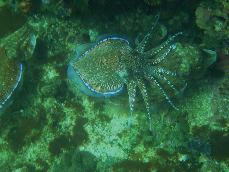 malapascua, cebu, philippines