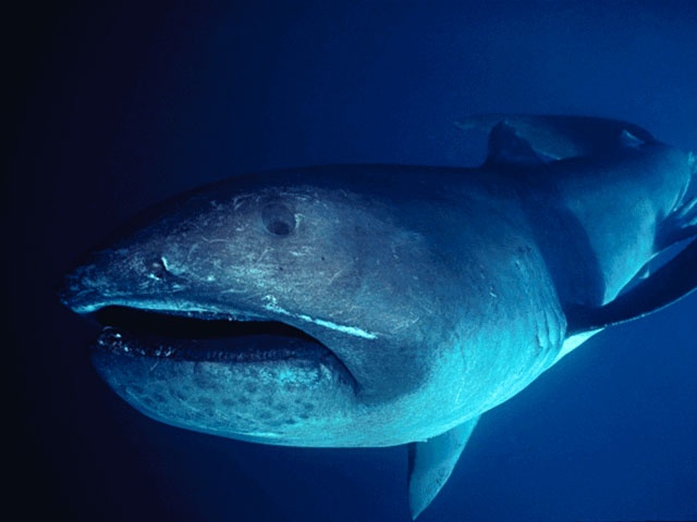 The Megamouth shark that lives in the deeps of the oceans.