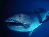 The Megamouth shark that lives in the deeps of the oceans.