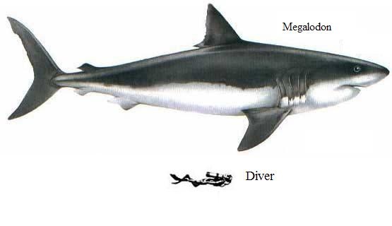 Megalodon, a prehistoric monster that some believe is still living in the depths.