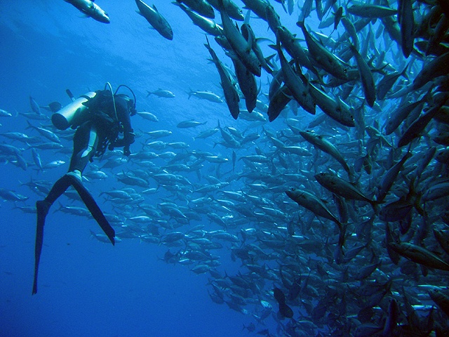 My DM with his School of Jack in Sipadan