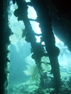 Inside USS Liberty, Tulamben