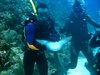 My Pet Shark --- Belize