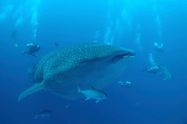 This is Mr. Big...I`m hoping to meet him face to face this August off Darwin Island in the Galapagos