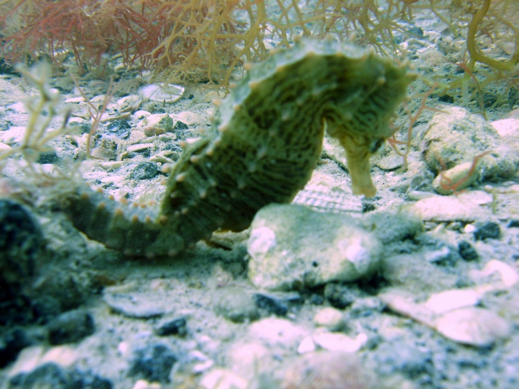 seahorse