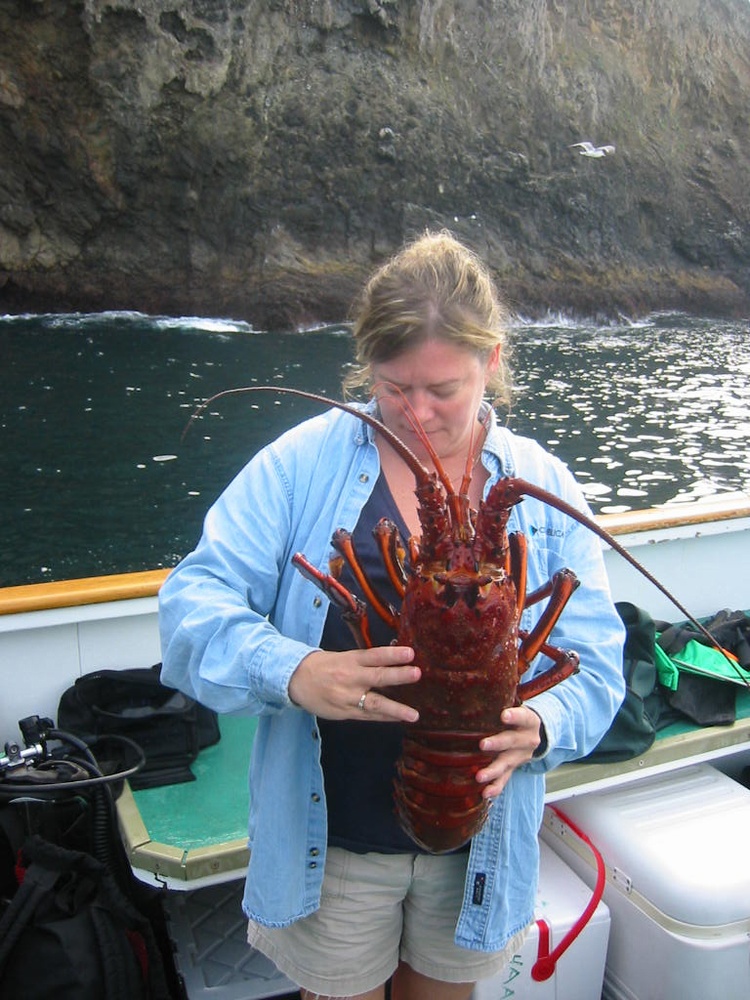 Monster Lobster Channel Islands 