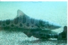  Leopard Shark