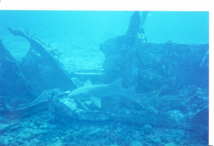 shark