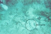 Teardrop, or Flower Garden Reef apx 48ft deep
