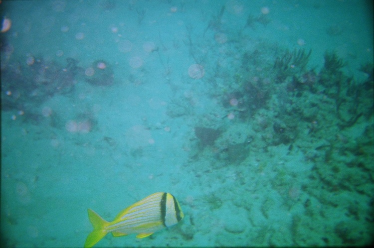 Butterfly Fish Jupiter Ledges 06-24-07