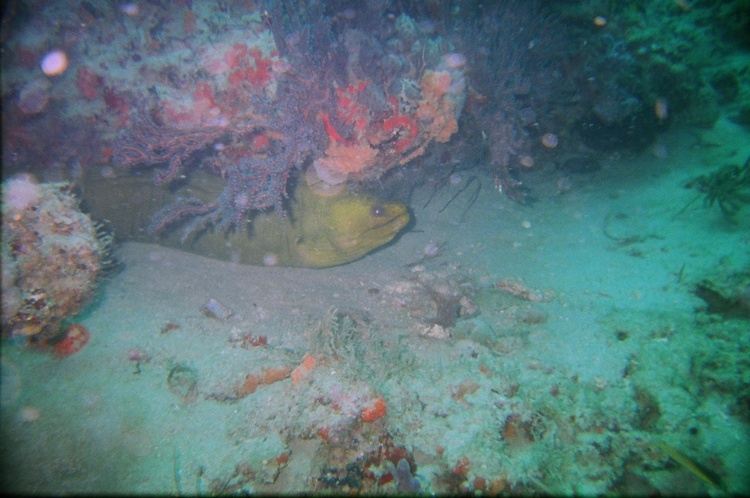 6-8ft Green Moray Jupiter Ledges 06-24-07