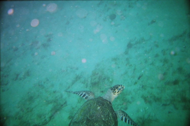 Juvenile Turtle Jupiter Ledges 06-24-07