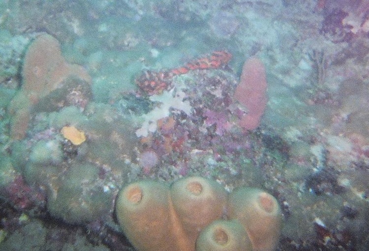Mandarin Goby in coral