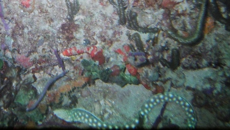 Black & White spotted eel