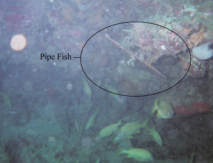 Pipe Fish & Garabaldi(?) under coral overhang