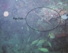 Pipe Fish & Garabaldi(?) under coral overhang