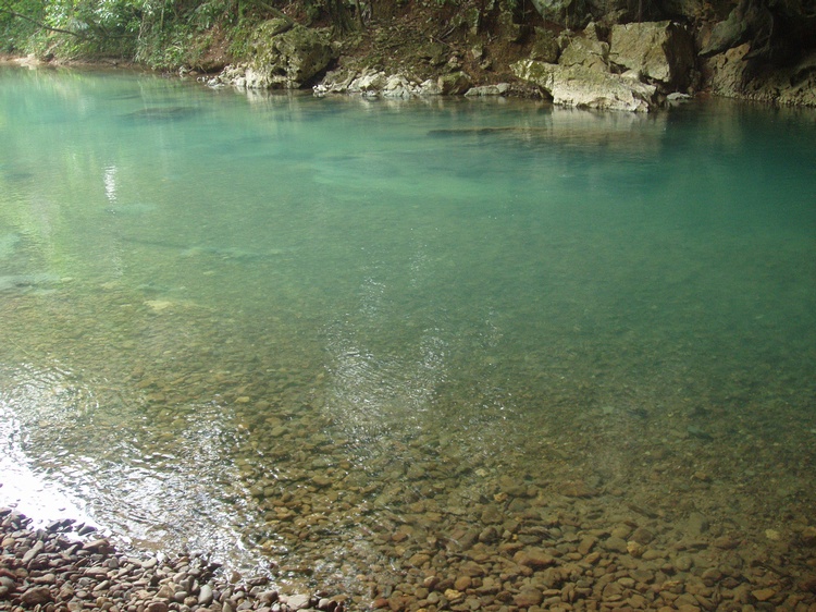 Belize Rain Forest