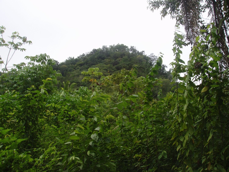 Belize Rain Forest