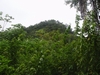 Belize Rain Forest