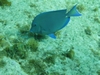 Grand Cayman Dive