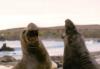 Young Elephant Seal fight