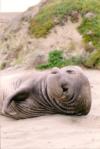 Elephant Seal kicking back 