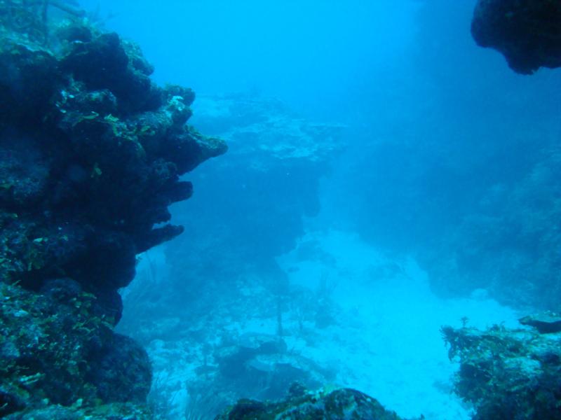 Belize 2008 Reef