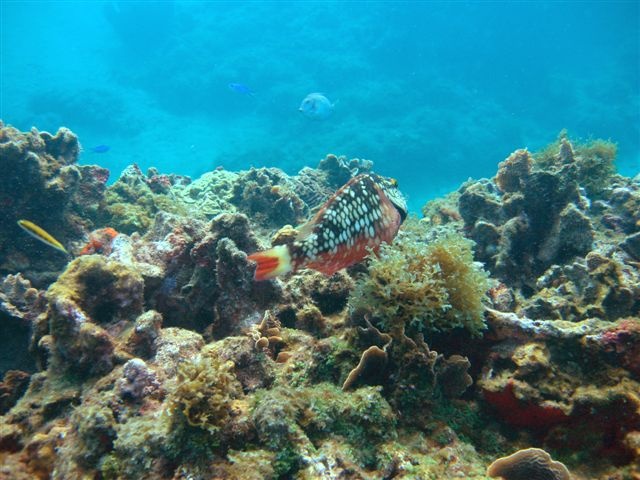 Beautifull sea live / Panama