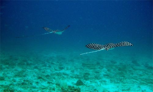 bellezas /  Panama