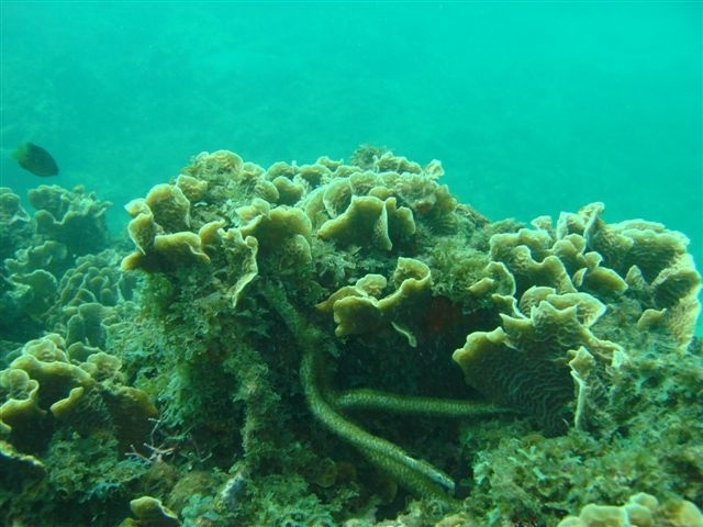 Panama Corals