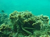 Panama Corals