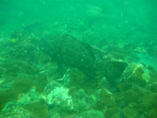 Pargo