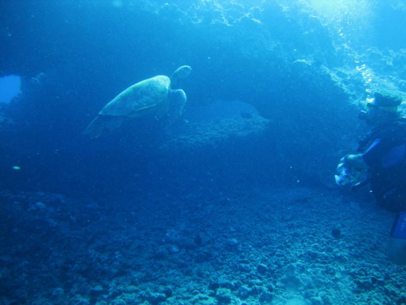 Turtle Maui