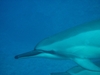 Spinner Dolphin II Kona 07