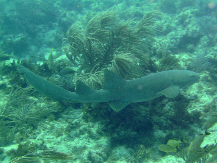 Nurse Shark China Reef Islamorada, FL