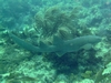 Nurse Shark China Reef Islamorada, FL