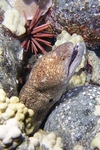 eel and urchin