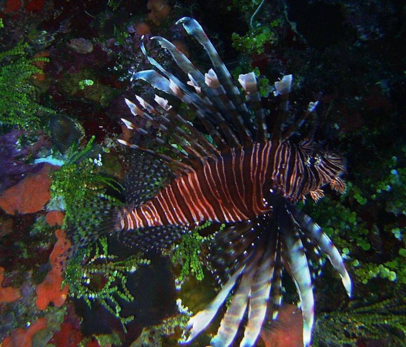 Lion Fish   12"+