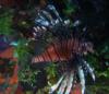 Lion Fish   12"+