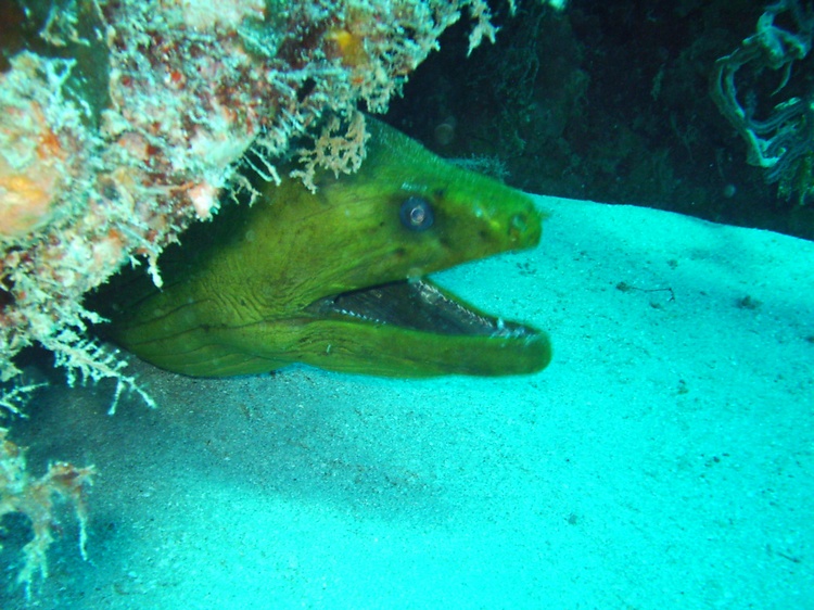 Feed Me