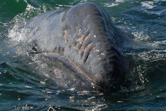Gray whale saying Hi in Baja 2008