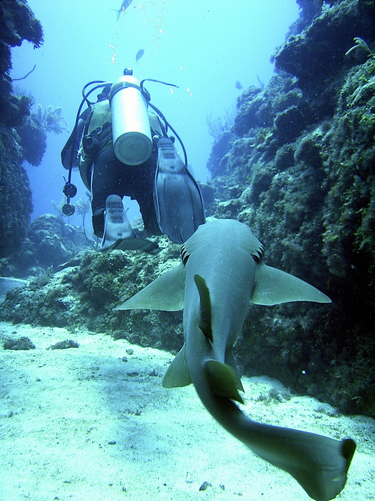 Nurse Shark following diver in Belize. To bad, he was a nice guy.