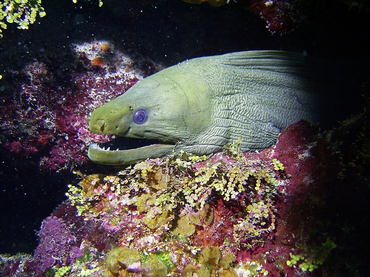 Moray in Belize