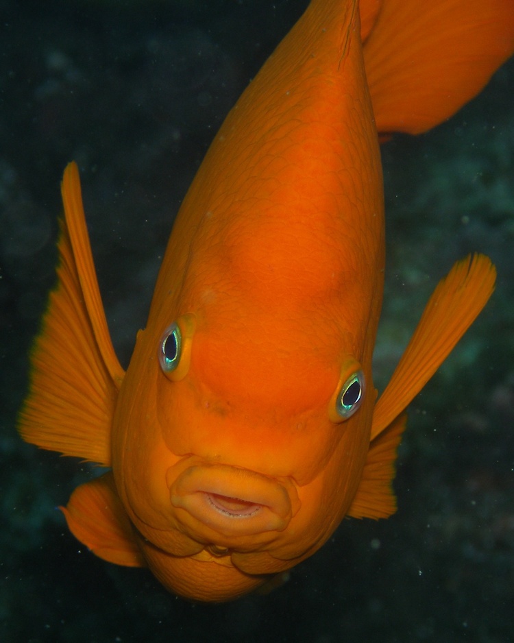 Garibaldi in Catalina