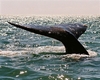 Gray Whale Tail in Baja. Nice tail!