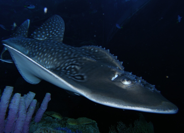 Bowmouth Guiitarfish