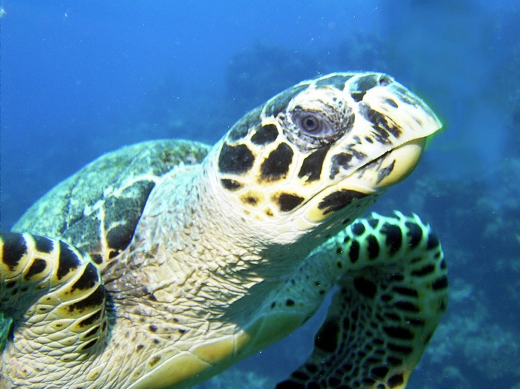 Belize Turtle