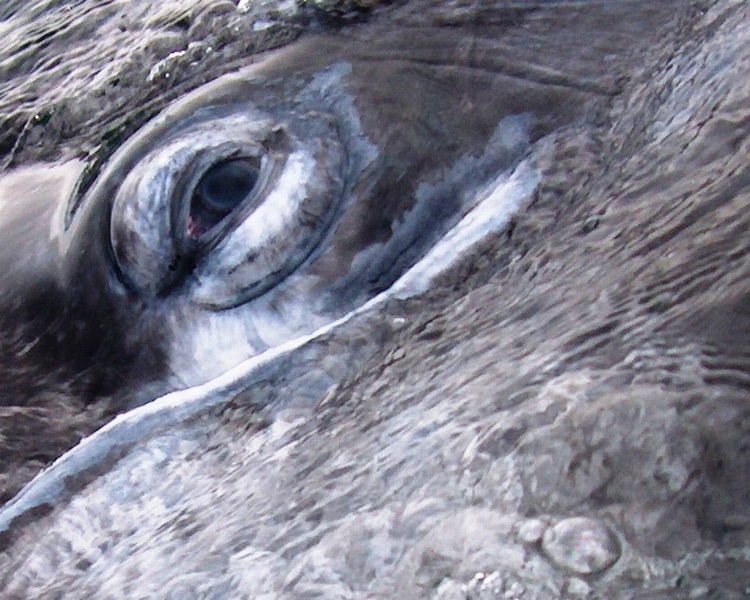 Gray Whale Eye, Baja